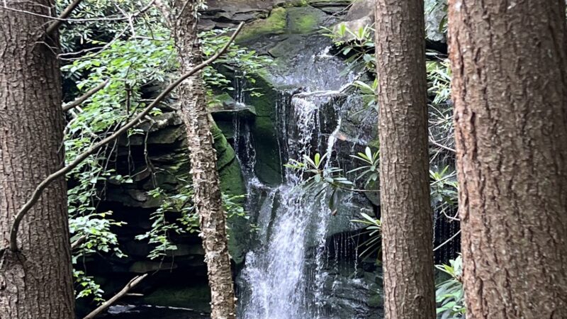 Elakala Trail - Davis, WV