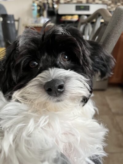 Adorable Doos - Dayton, NJ