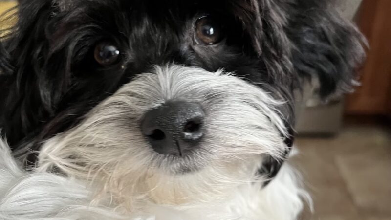 Adorable Doos - Dayton, NJ