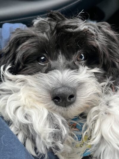 Adorable Doos - Dayton, NJ