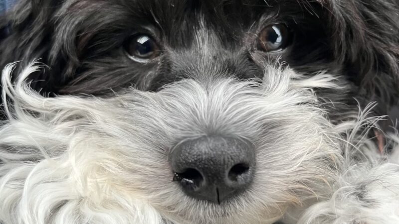 Adorable Doos - Dayton, NJ