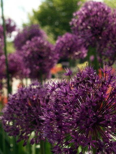 South Brunswick Township - Dayton, NJ