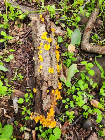 Mole Hill Peak - Dayton, VA