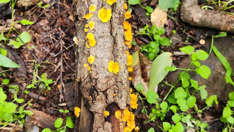 Mole Hill Peak - Dayton, VA