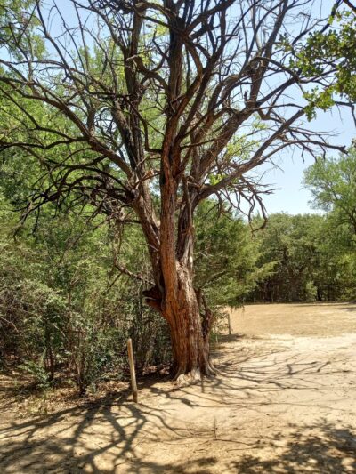 Melba Doyle Park - Decatur, TX