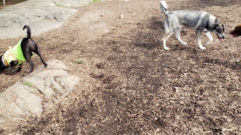 Dedham Parks & Recreation Complex - Dedham, MA