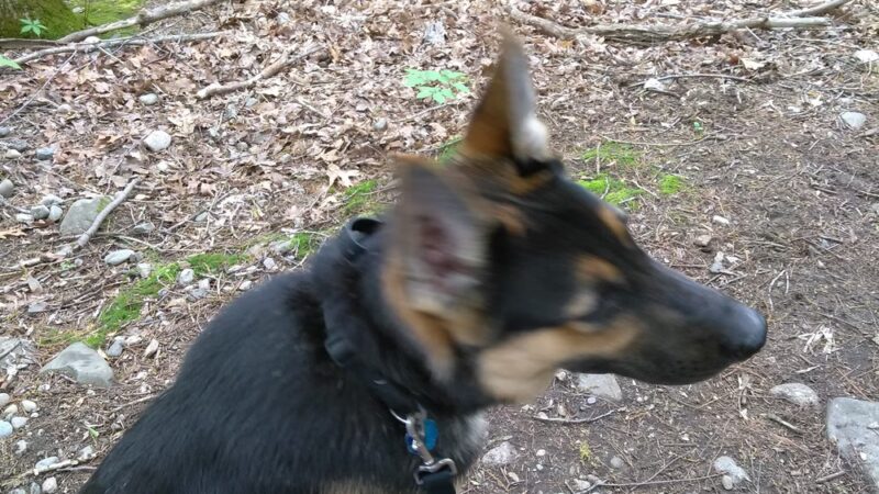 Dedham Parks & Recreation Complex - Dedham, MA