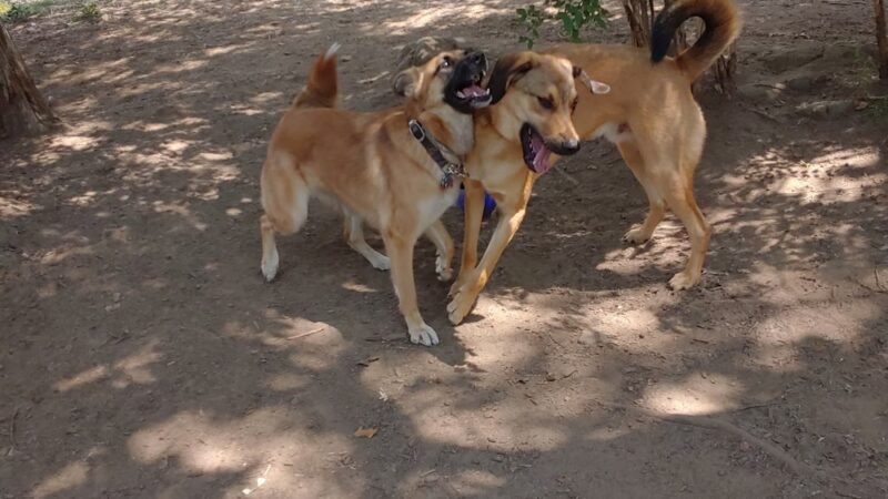 Dedham Parks & Recreation Complex - Dedham, MA