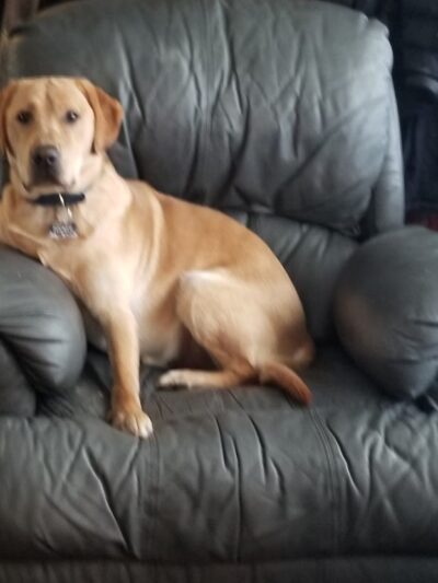 Deer Bark Boarding - Deer Park, WA