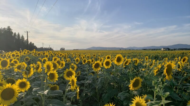 Deer Park - Deer Park, WA