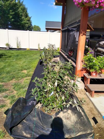 Deer Park Meadows Park - Deer Park, WA