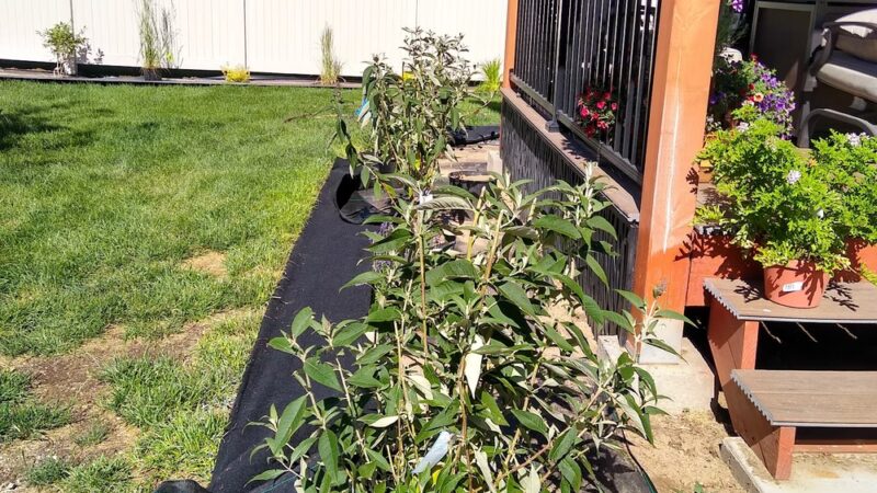 Deer Park Meadows Park - Deer Park, WA