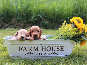 Doodle Paw Ranch - Deer Park, WA