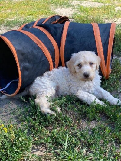 Doodle Paw Ranch - Deer Park, WA