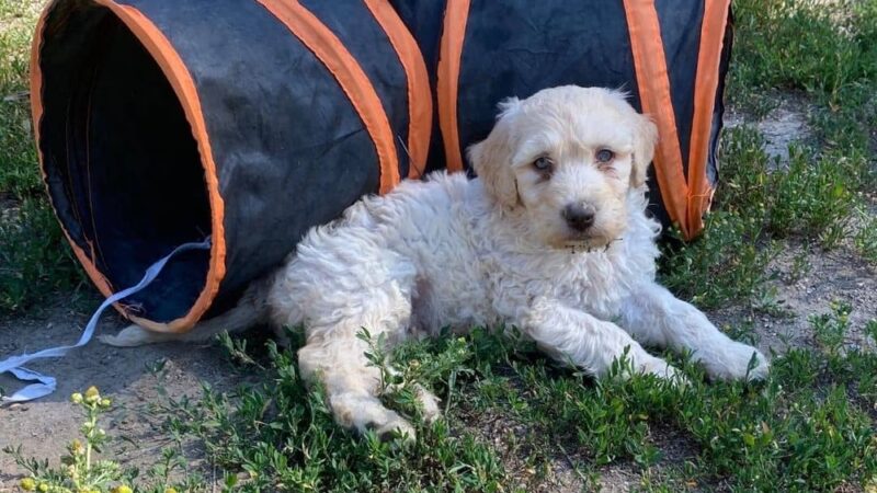 Doodle Paw Ranch - Deer Park, WA