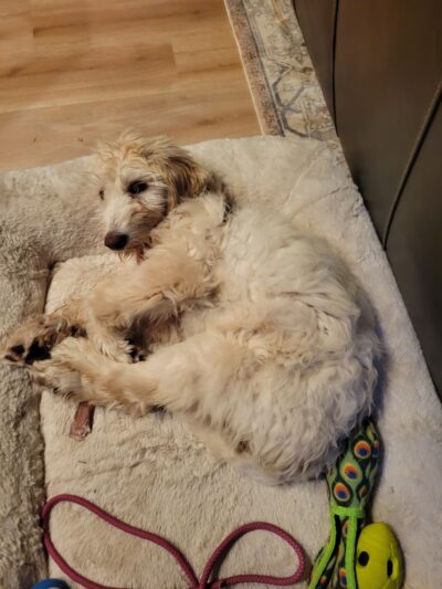 Doodle Paw Ranch - Deer Park, WA