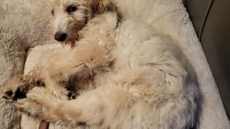 Doodle Paw Ranch - Deer Park, WA