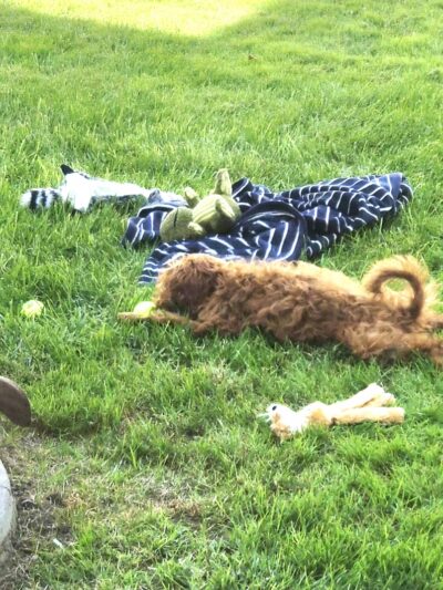 Doodle Paw Ranch - Deer Park, WA