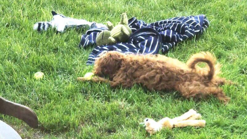 Doodle Paw Ranch - Deer Park, WA