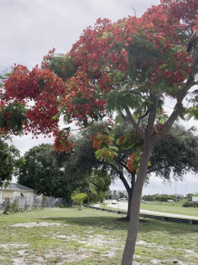 Mayo Howard Park - Deerfield Beach, FL