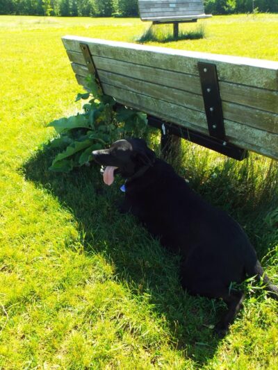 Token Creek Dog Park - DeForest, WI