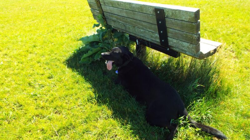 Token Creek Dog Park - DeForest, WI
