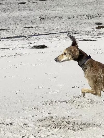 Dog Beach - Del Mar, CA
