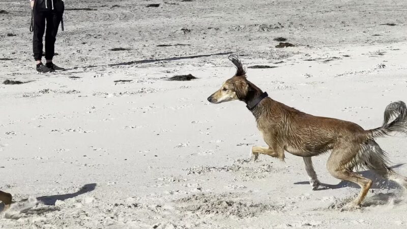 Dog Beach - Del Mar, CA