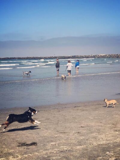 Dog Beach - Del Mar, CA