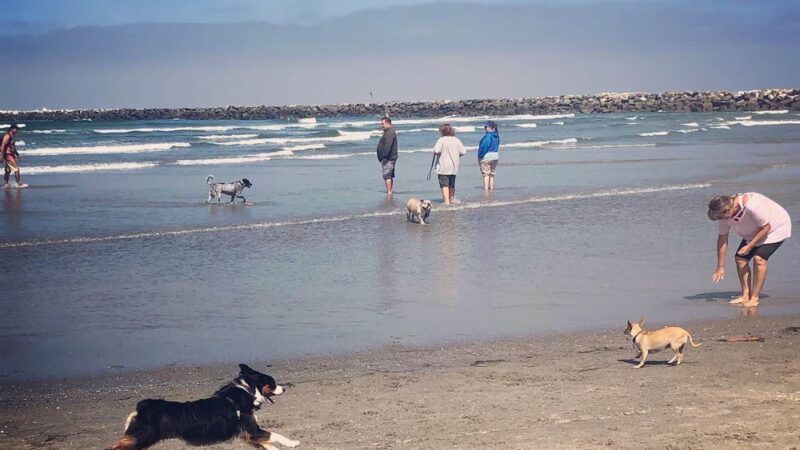 Dog Beach - Del Mar, CA