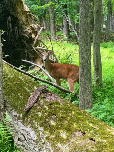 Demarest Nature Center - Demarest, NJ