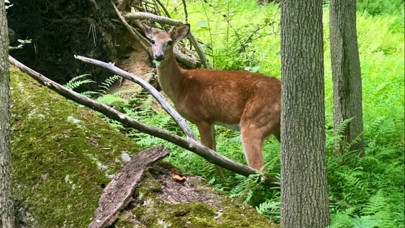 Demarest Nature Center - Demarest, NJ