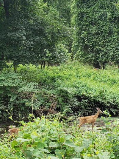 Demarest Nature Center - Demarest, NJ