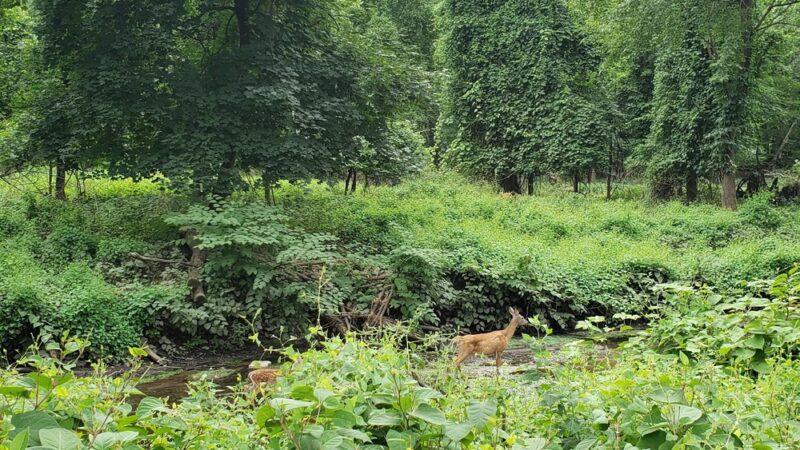 Demarest Nature Center - Demarest, NJ