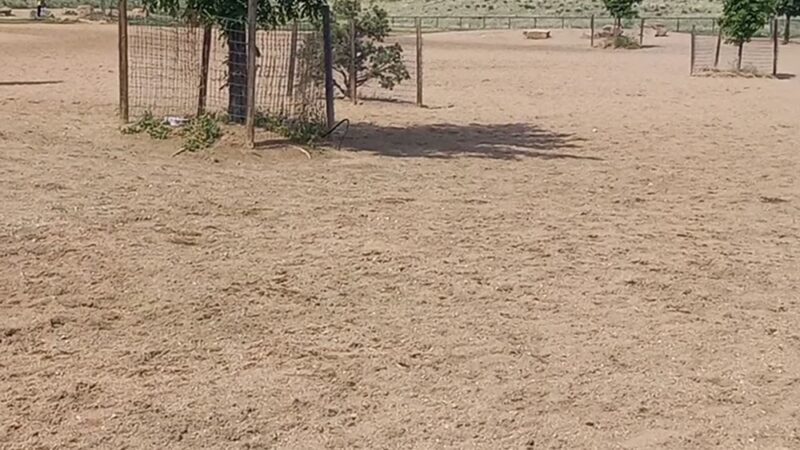 Lowry Dog Park - Denver, CO