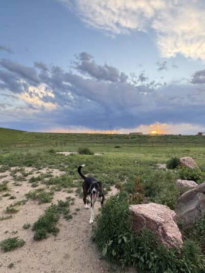 Lowry Dog Park - Denver, CO