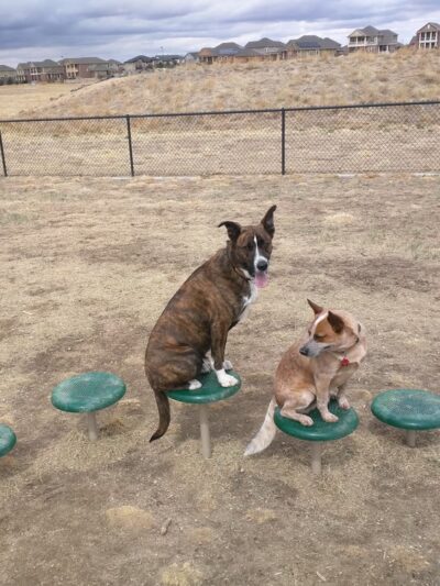 Lowry Dog Park - Denver, CO