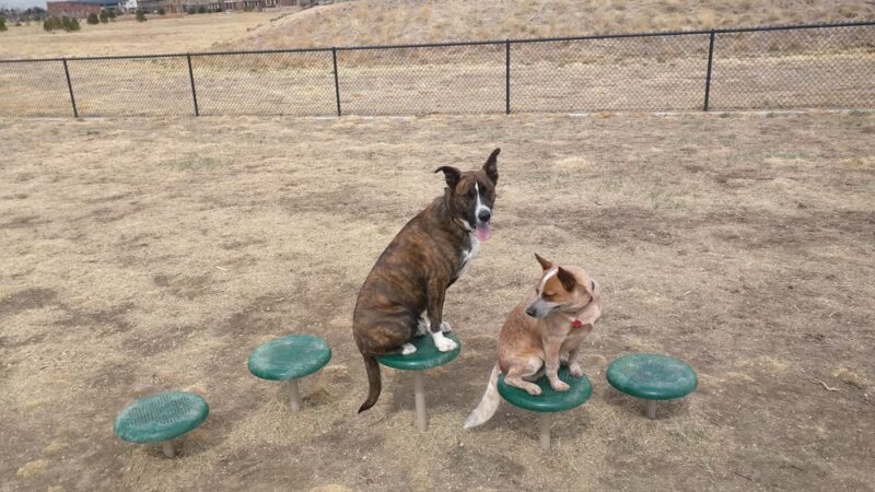 Lowry Dog Park - Denver, CO