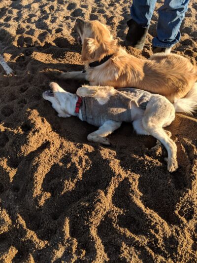 Lowry Dog Park - Denver, CO