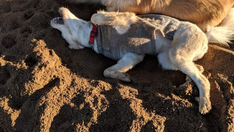 Lowry Dog Park - Denver, CO