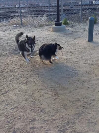 Rail Yard Dog Park - Denver, CO