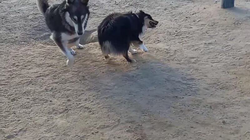 Rail Yard Dog Park - Denver, CO