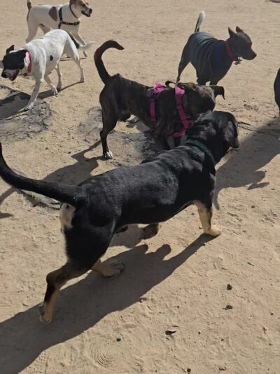 Rail Yard Dog Park - Denver, CO