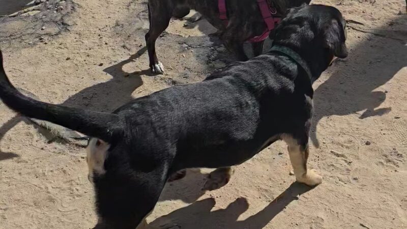 Rail Yard Dog Park - Denver, CO