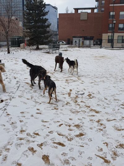 Rail Yard Dog Park - Denver, CO
