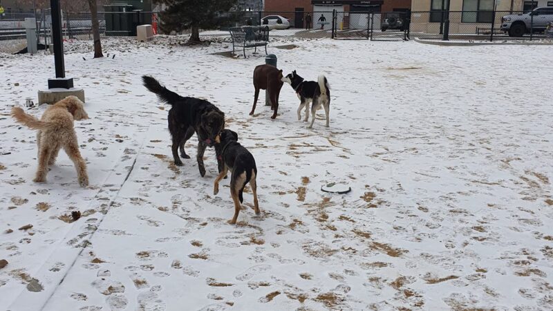 Rail Yard Dog Park - Denver, CO