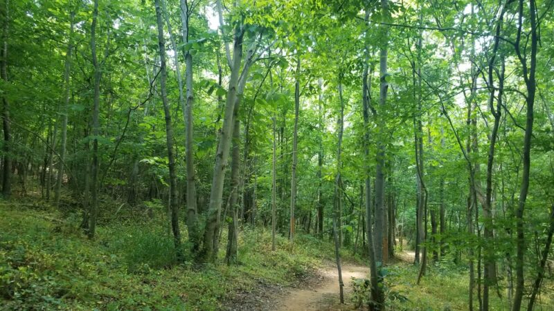 Forney Creek Trail Trailhead - Denver, NC
