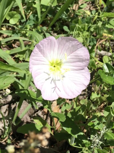 Dequincy Park - Dequincy, LA