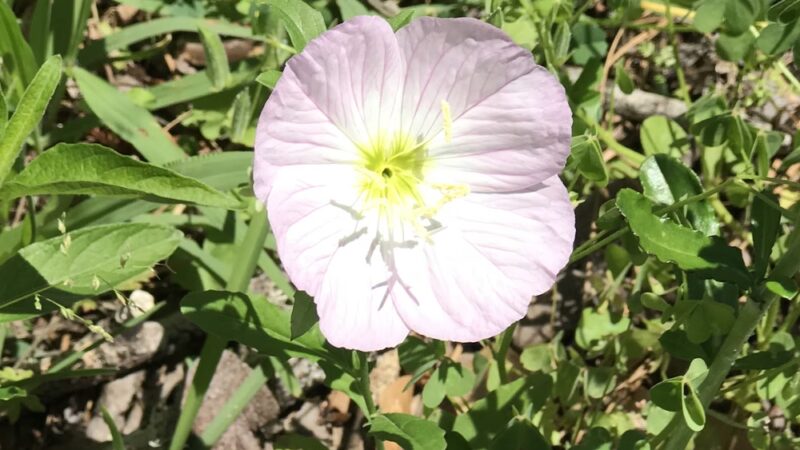 Dequincy Park - Dequincy, LA