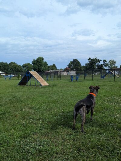 Brightwell Dog Park - Desloge, MO